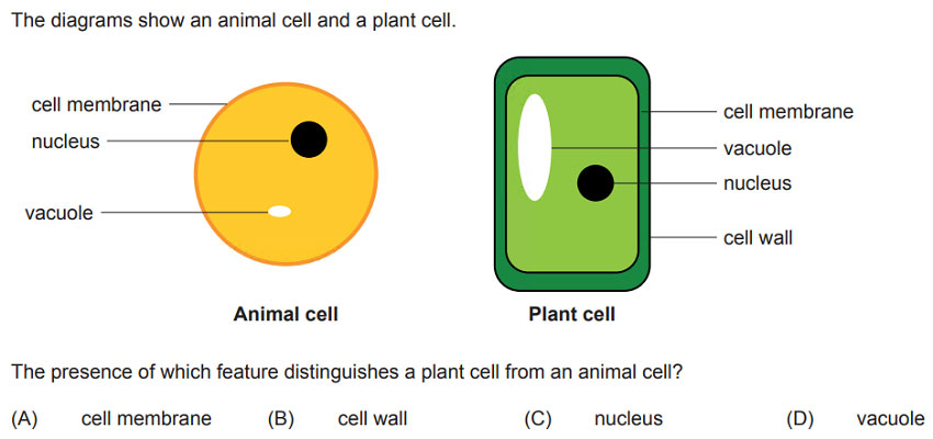 ICAS question year 8 science curriculum